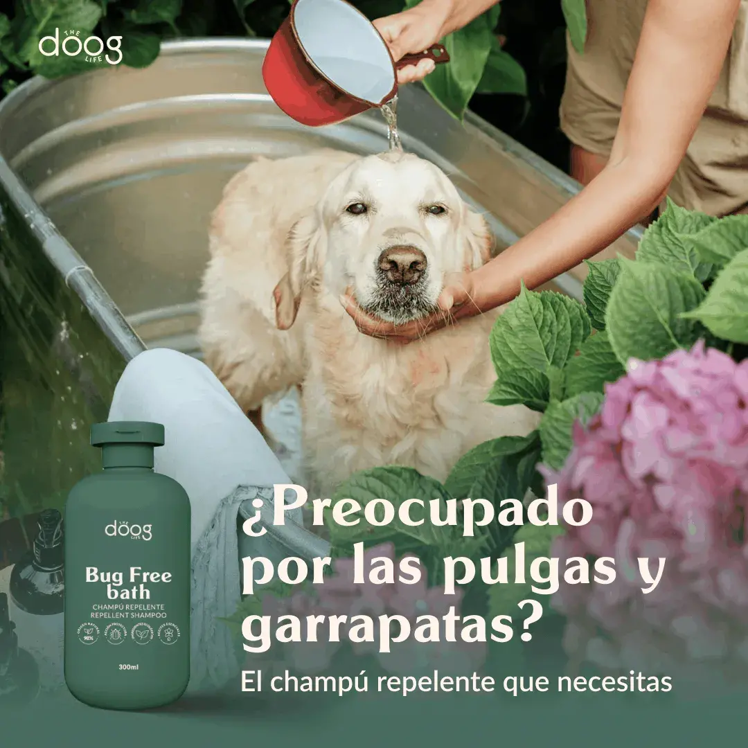 The Doog Life - Case Studies