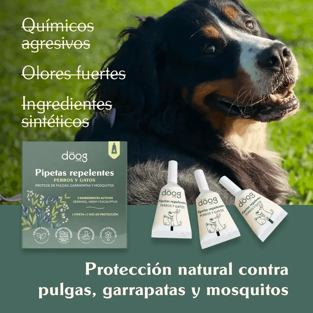 The Doog Life - Case Studies