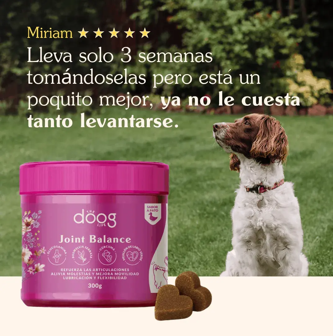 The Doog Life - Case Studies